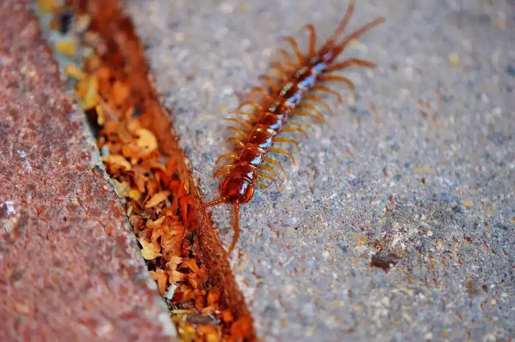 Meaning of Seeing a Centipede