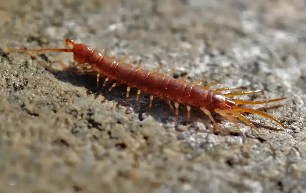 Meaning of Seeing a Centipede in a dream