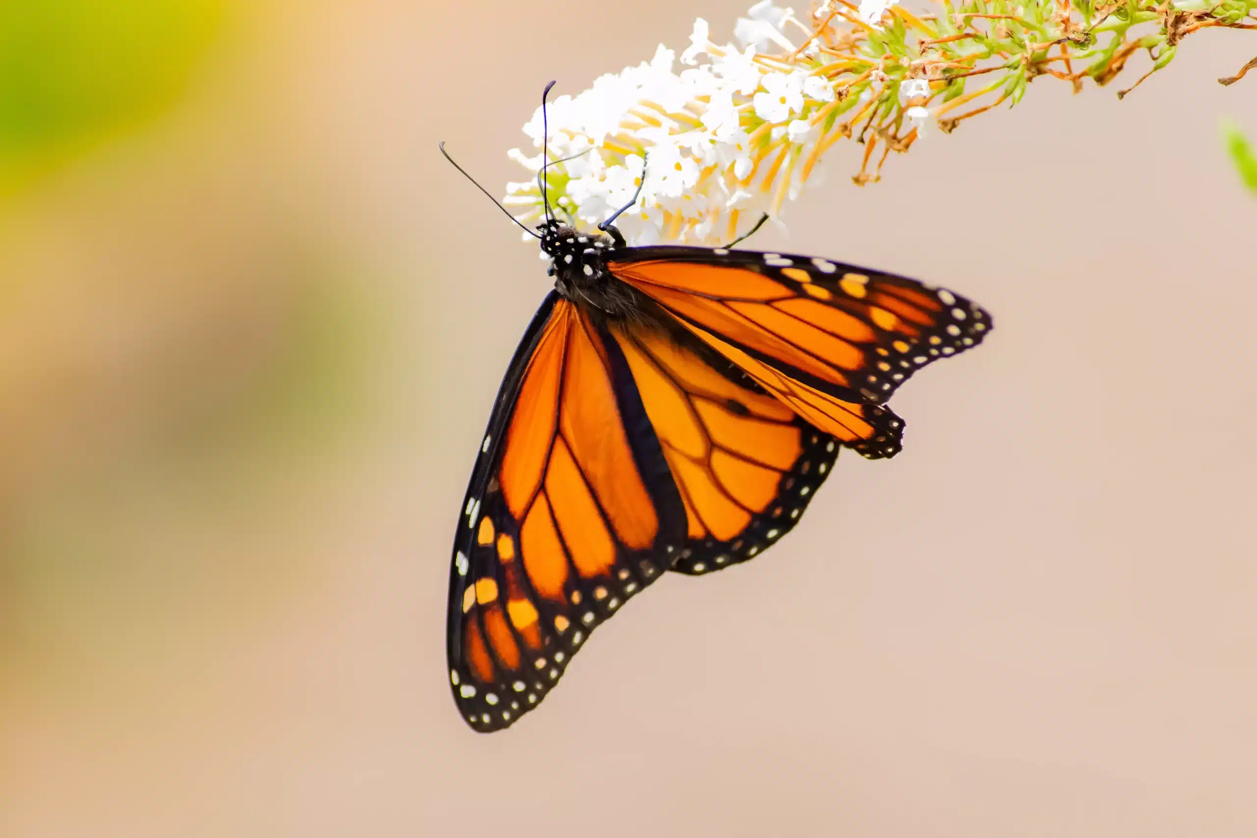 Seeing Orange Butterfly spiritual meaings