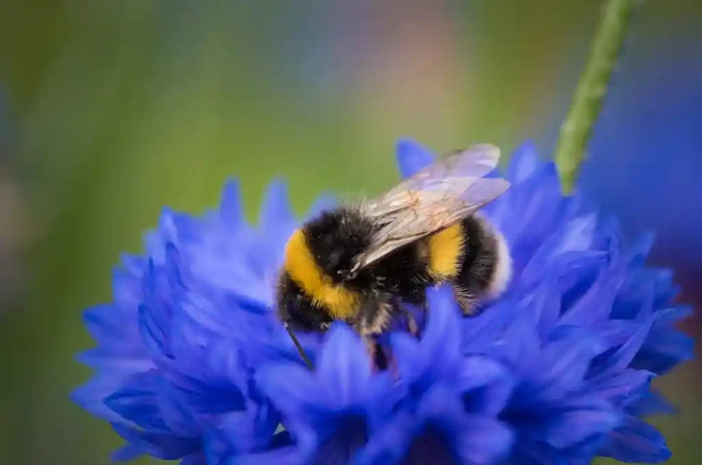 bumblebee Spiritual Meanings