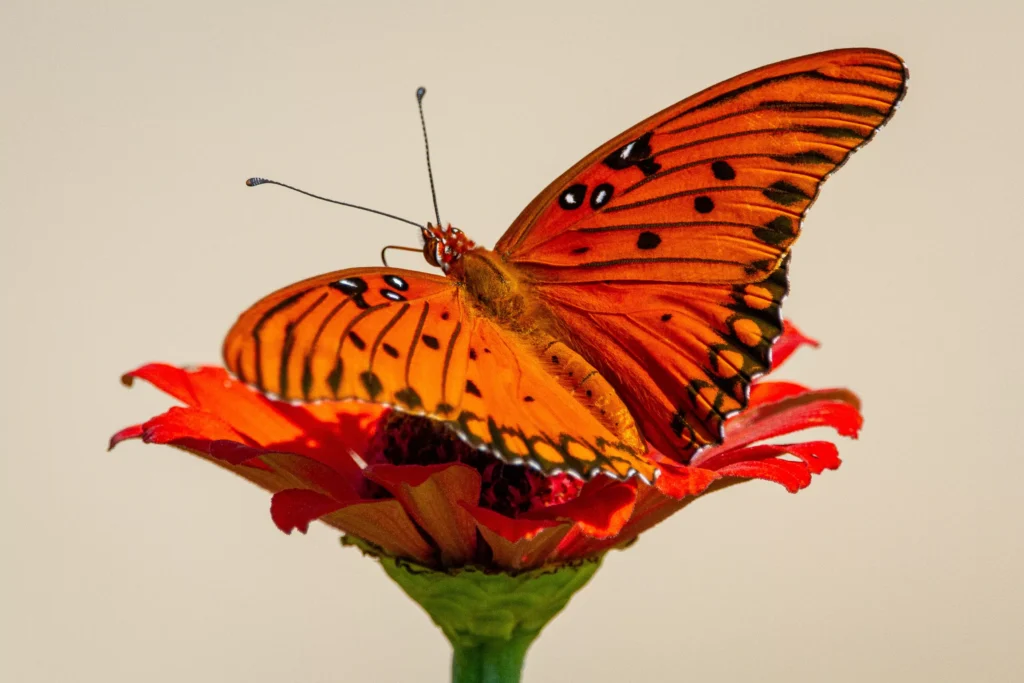 Seeing Orange Butterfly: 9 Spiritual Meanings and Symbolism