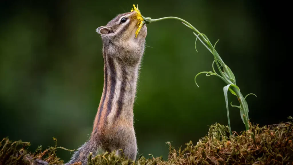 What is the Spiritual Meaning of a Chipmunk?