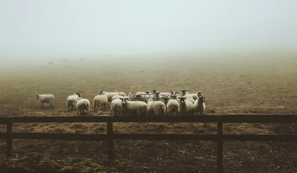 spiritual meanings of sheep walikng in a circle, animal walking