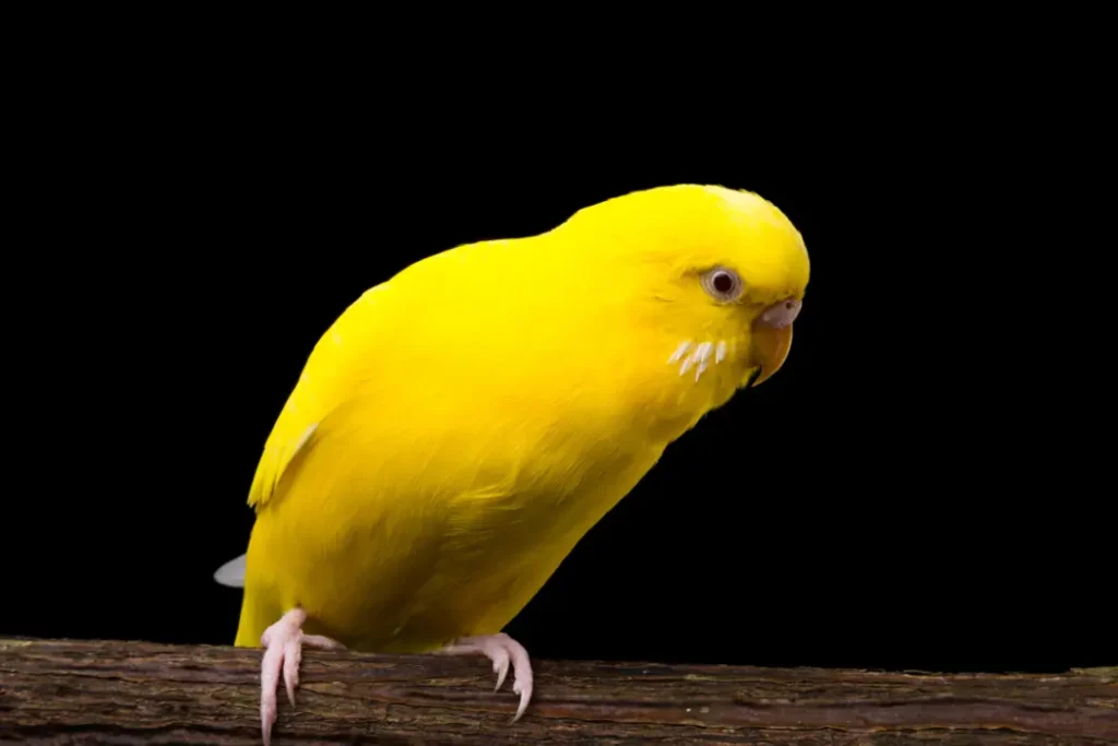Spiritual Meanings of Yellow Birds