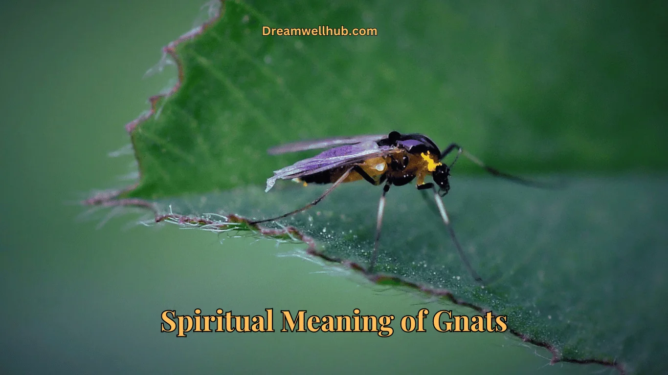 Gnats Spiritual Meaning